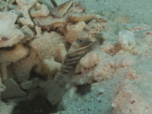 Cryptocentrus Caeruleopunctatus Juv.